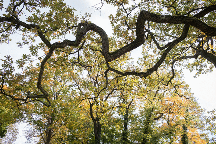 Andrea Künzig Fotografien FineArt, Serie NATURE_up side down 7